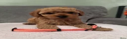 Cavapoo dogs for sale: Beautiful Cavapoo girls  - Advert 11