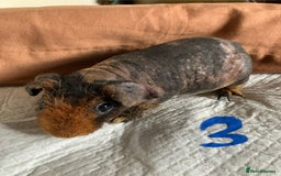 Guinea Pig rodents for sale: Well handled skinny pigs.  - Image 7