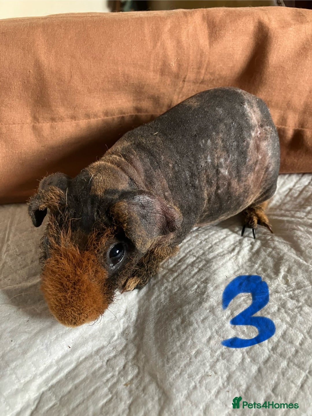 Guinea Pig rodents for sale: Well handled skinny pigs.  - Image 7