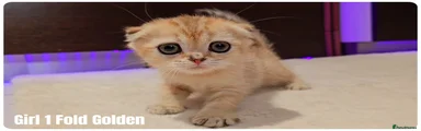 Scottish Fold 