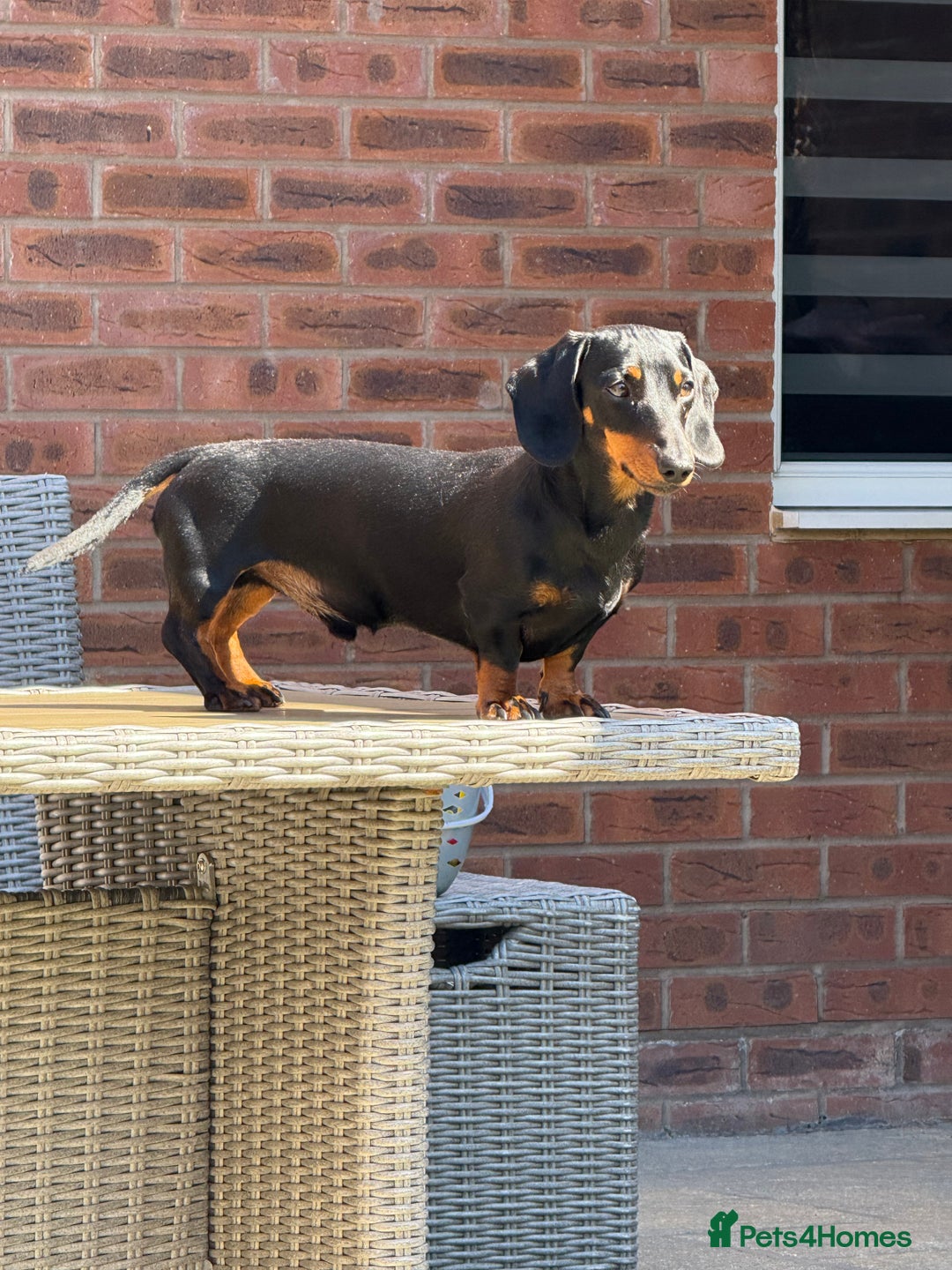Miniature Dachshund dogs for stud: KC Registered Miniature Dachshund Stud - Advert 9
