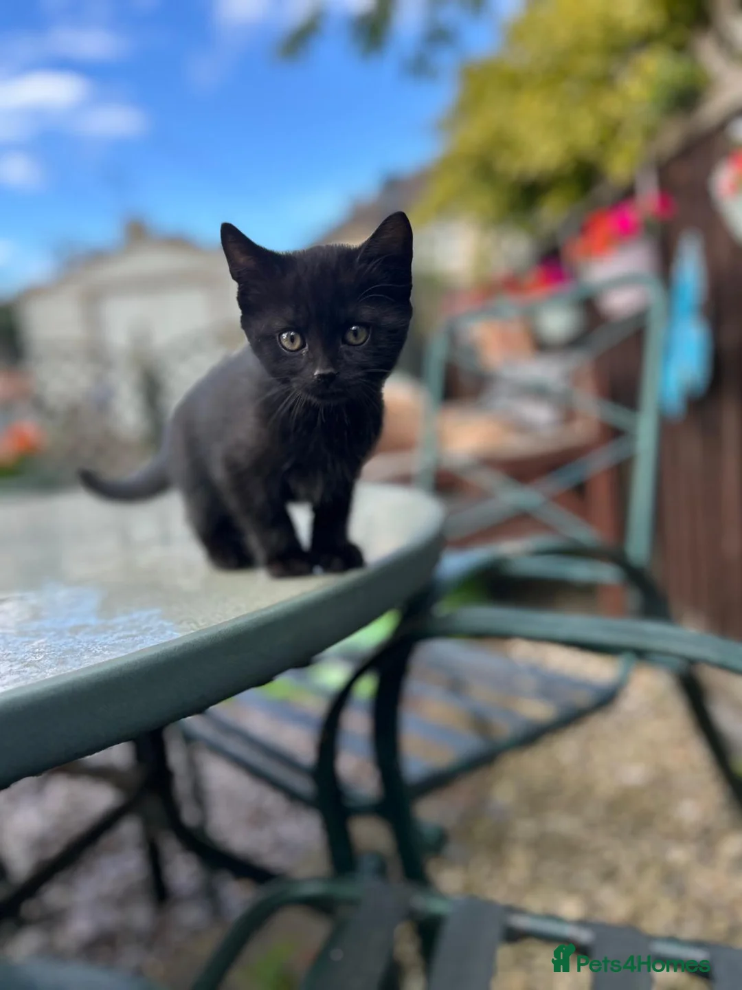 Mixed Breed cats for sale: Only one beautiful fluffy boy left! in Faringdon - Advert 2