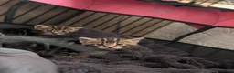 Mixed Breed cats for sale: Mixed Maine Coon Kittens  - Advert 11