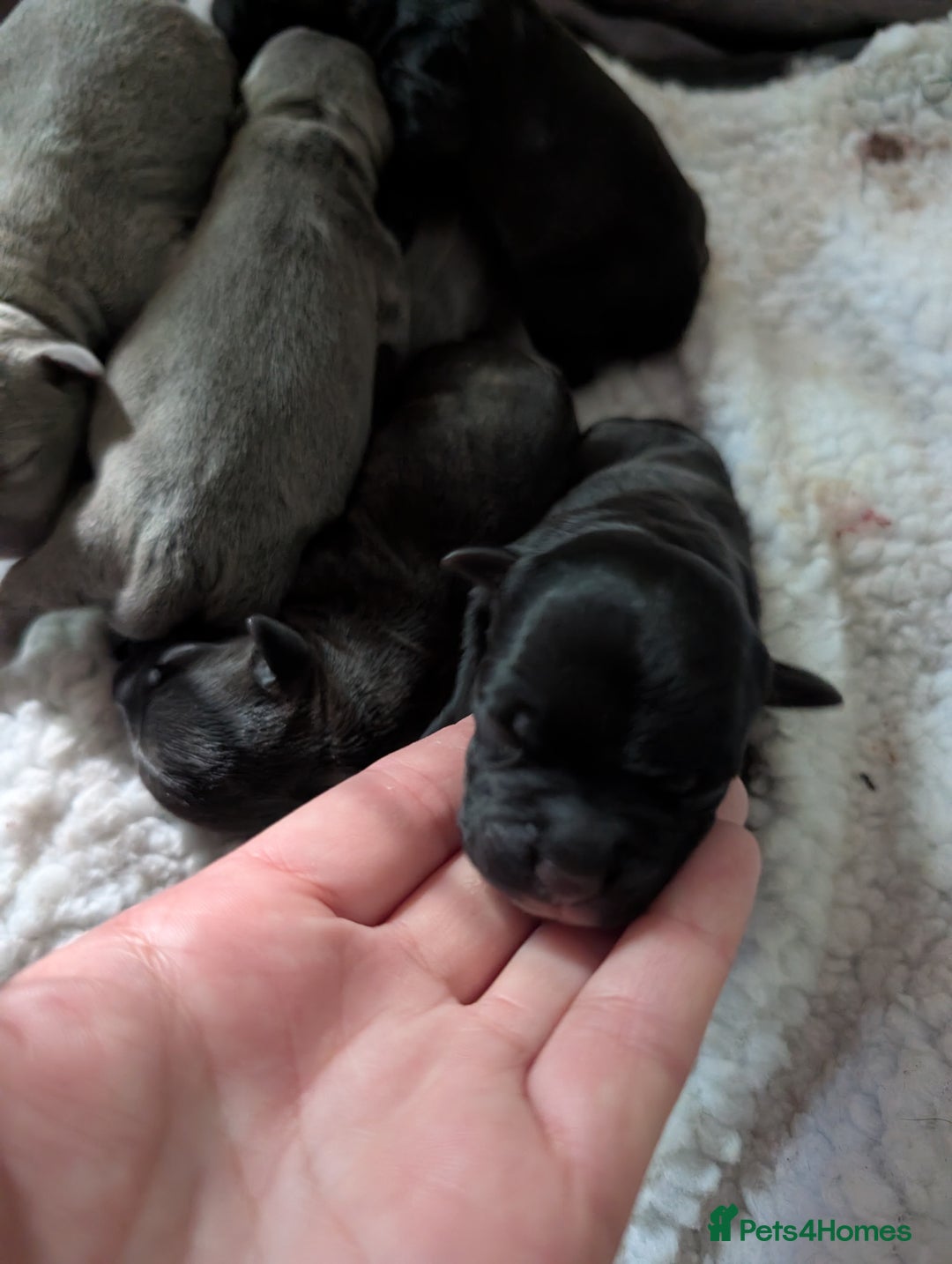 Staffordshire Bull Terrier dogs for sale: Ms/Mister - Image 35