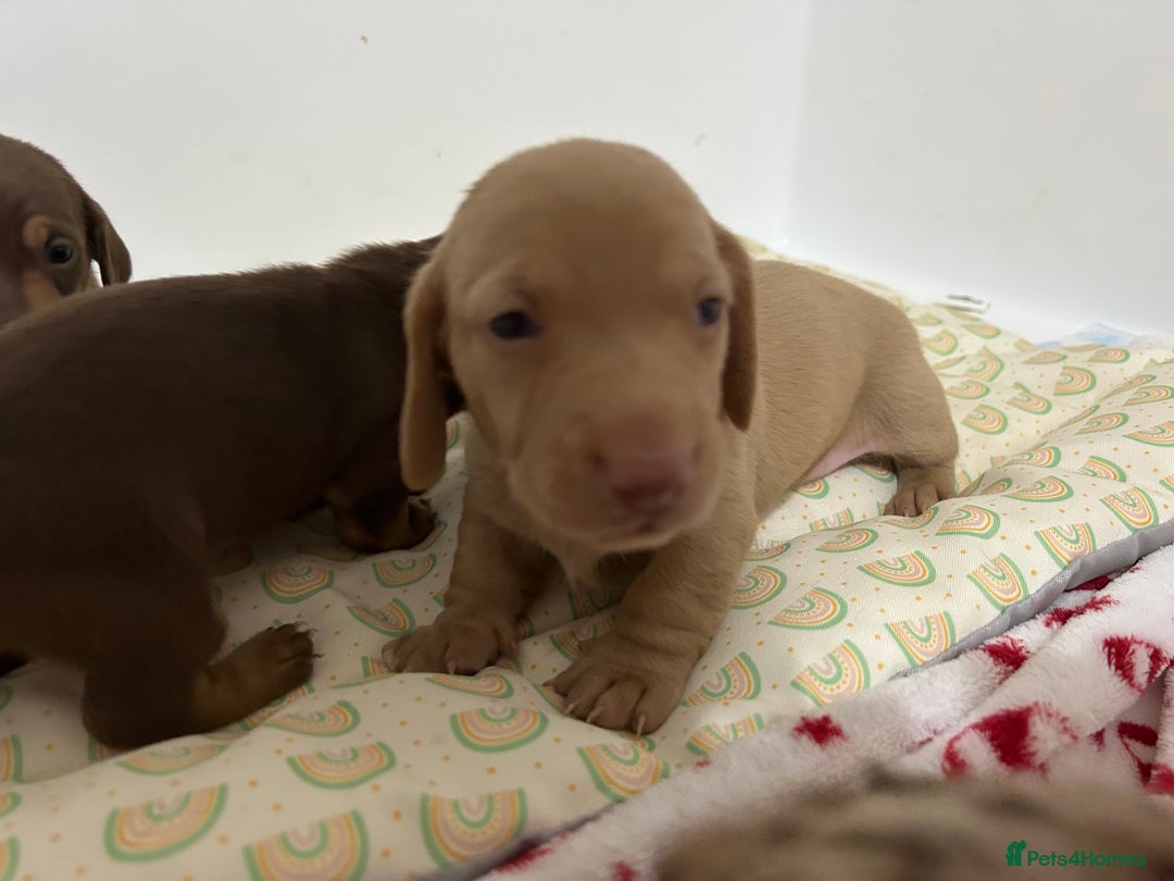 Miniature Dachshund dogs for stud: Isabella Dapple STUD carrying CREAM - Image 12