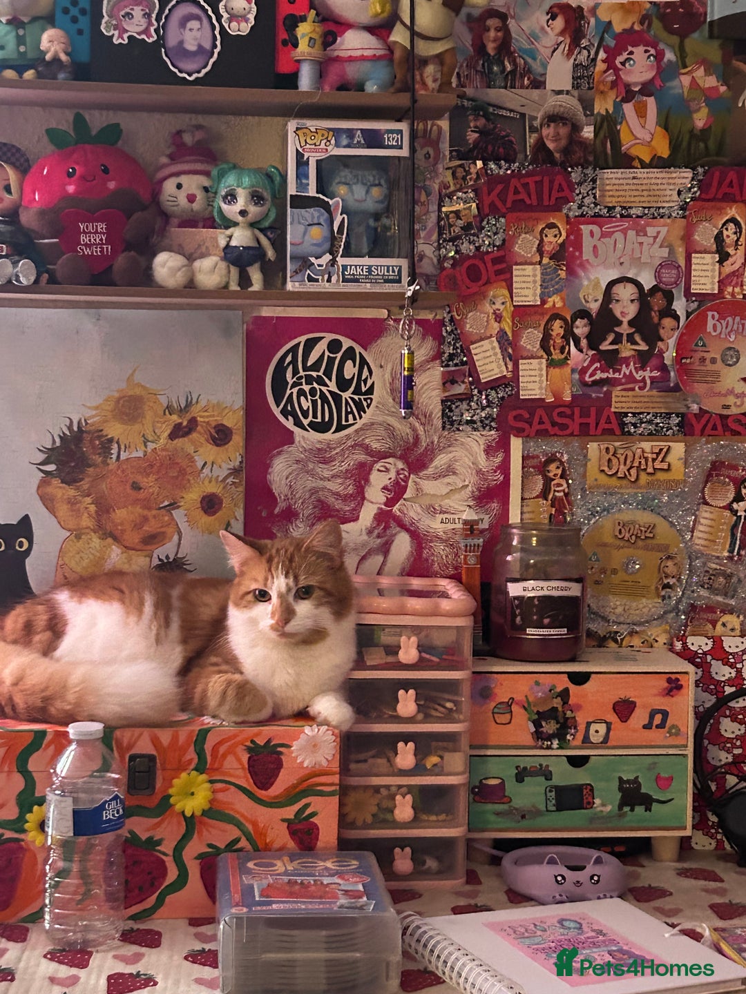 Mixed Breed cats for sale: Ginger, Black & White Kittens  - Advert 3