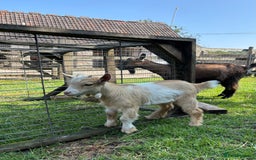 Goats livestock for sale: Three Pygmy goat kids looking for homes  - Image 7