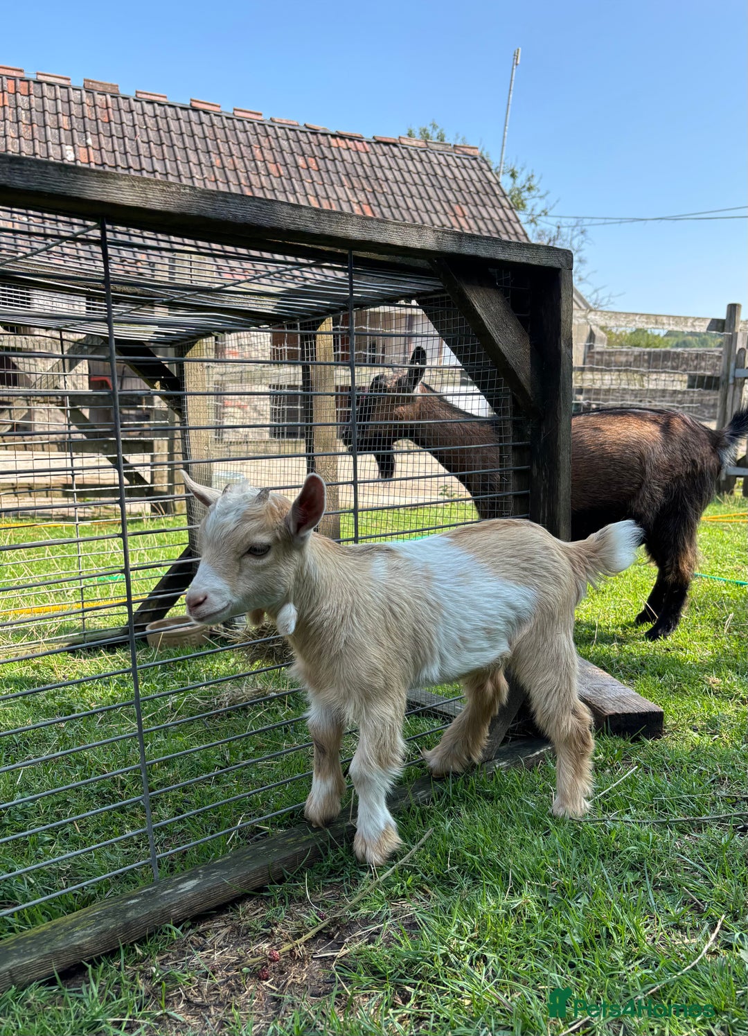 Goats livestock for sale: Three Pygmy goat kids looking for homes  - Image 7