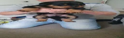Rottweiler dogs for sale: Outstanding full German champion pedigree puppies  in Solihull - Advert 18