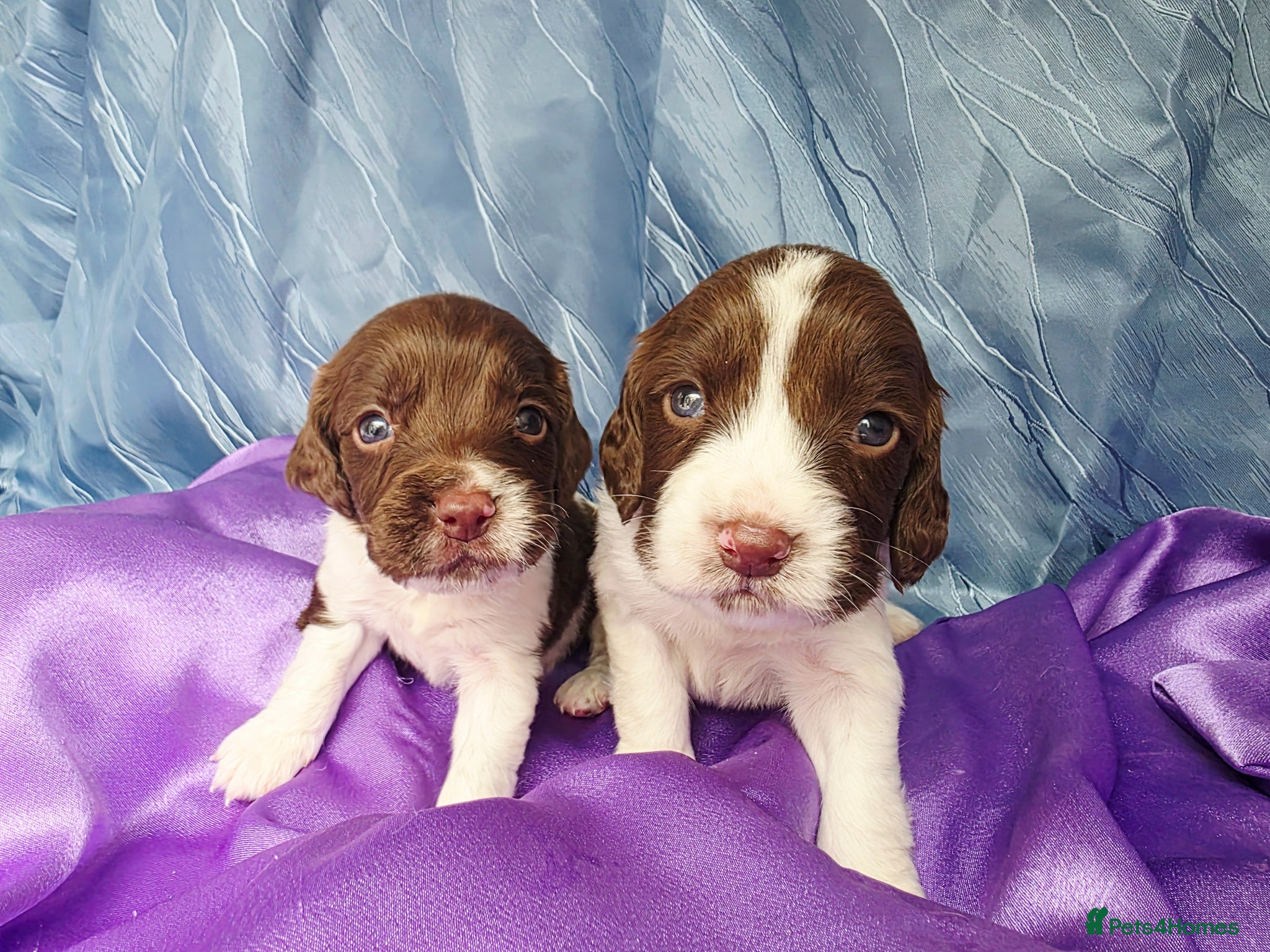 English Springer Spaniel dogs KC Home - Heath tested, Licensed Springer Pups⭐️ - Advert 1