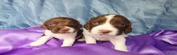 English Springer Spaniel dogs for sale: KC Home - Heath tested, Licensed Springer Pups⭐️ - Advert 10