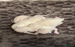 Ragdoll cats for sale: Purebred Ragdolls – Ready to Reserve Now 🍼 - Image 1