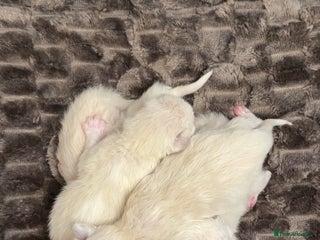 Ragdoll cats - Advert 22