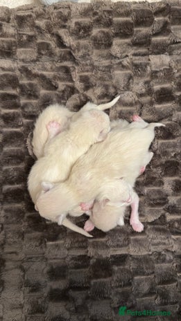 Ragdoll cats - Advert 4