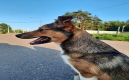 Mixed Breed dogs for adoption: 💖🐶 BRIDGET 🐶💖 - Image 4