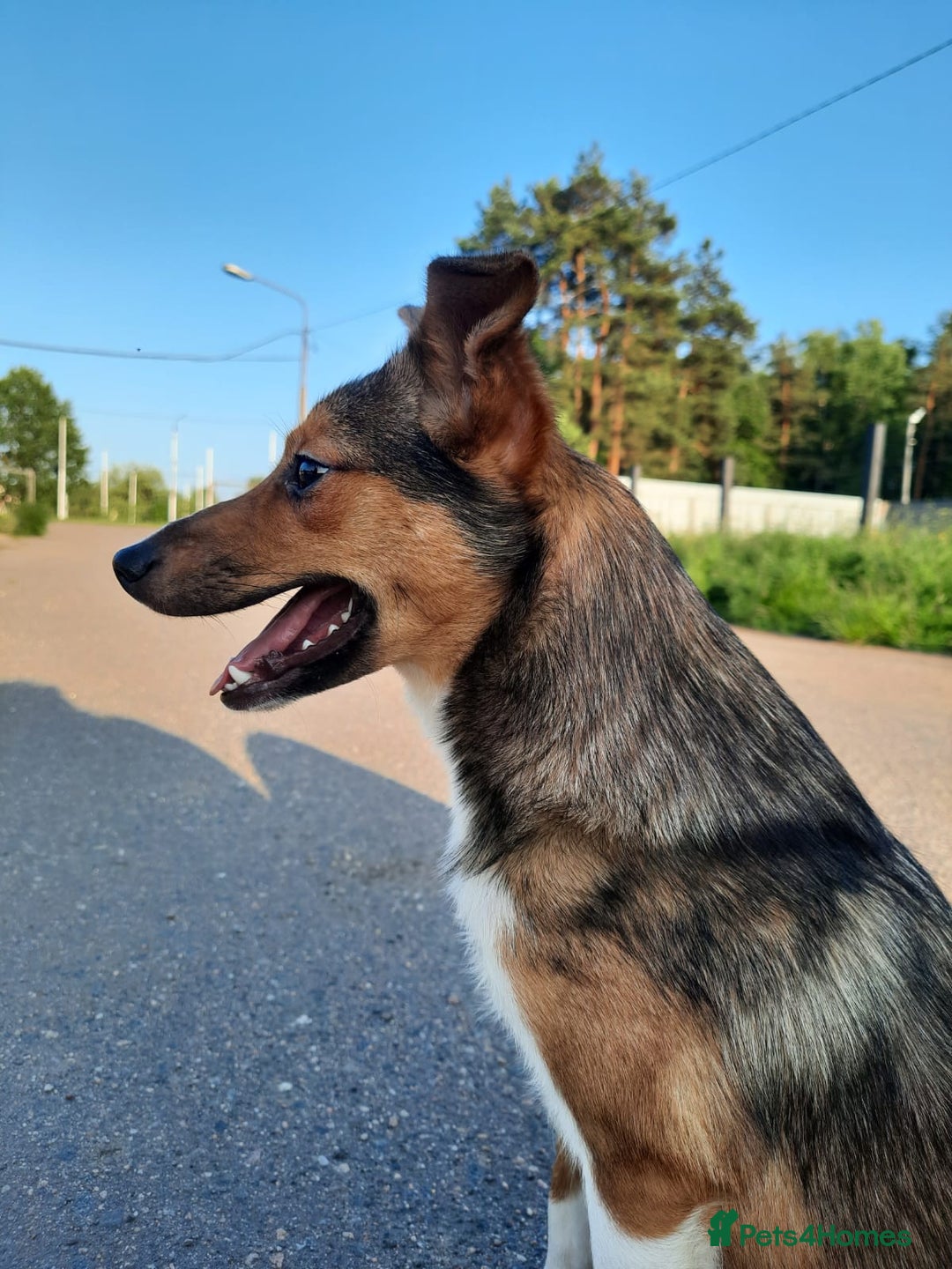 Mixed Breed dogs for adoption: 💖🐶 BRIDGET 🐶💖 - Image 4