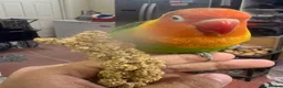 Cockatiels birds for sale: Semi tamed lovebird pair  - Advert 2
