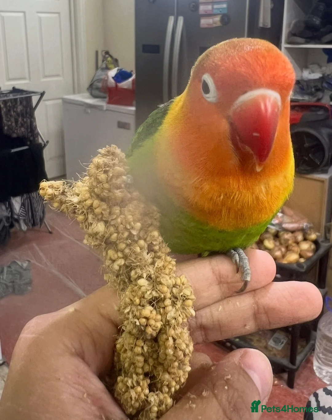 Cockatiels birds for sale: Semi tamed lovebird pair  - Advert 2