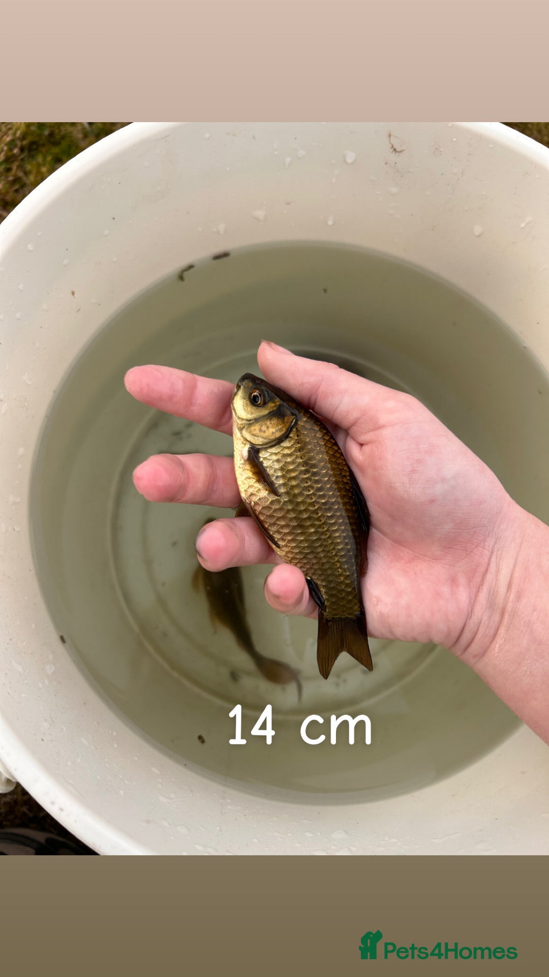Other/Mixed Breed fish for sale: 7 outside fish  - Image 6