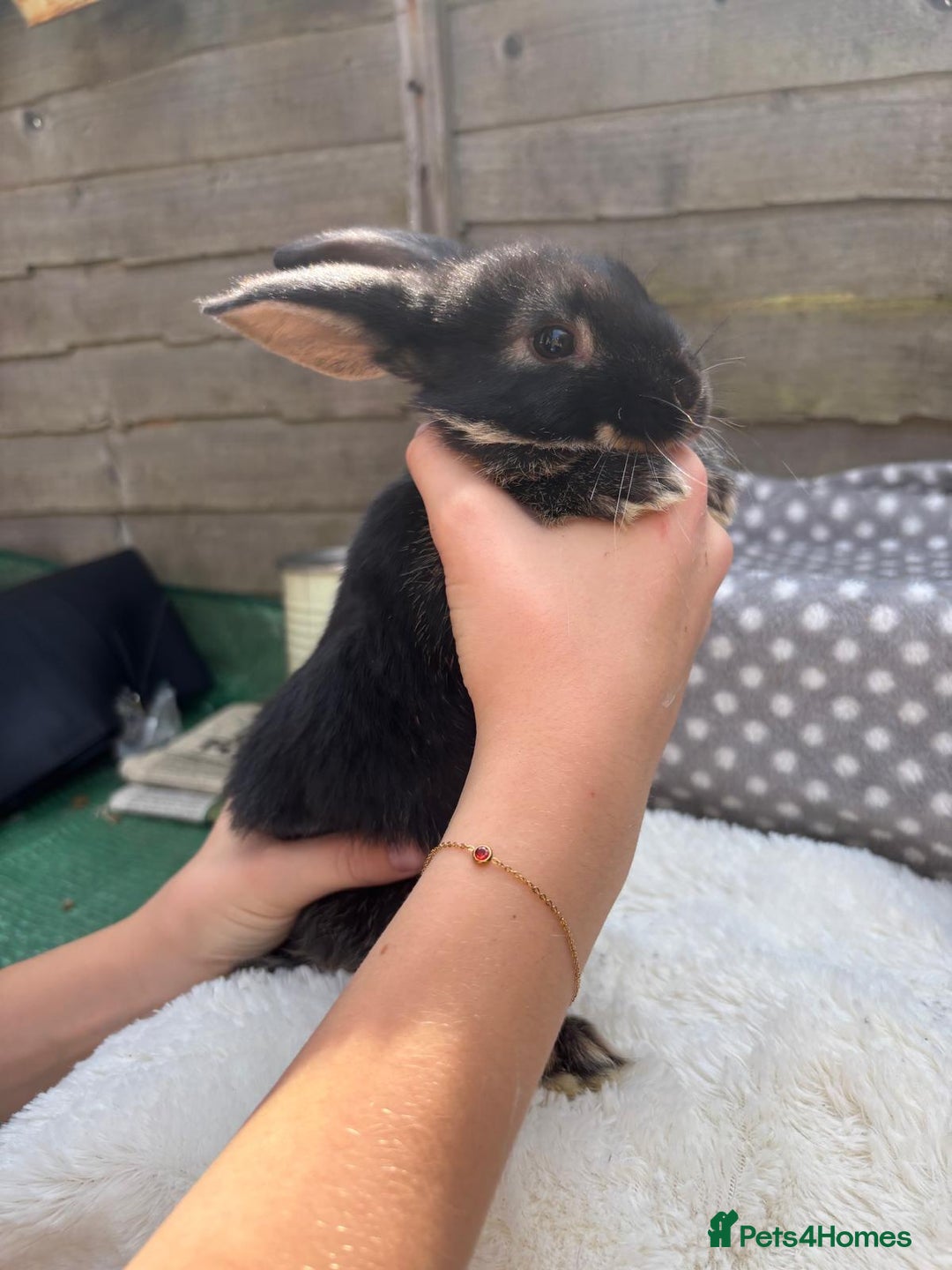 Havana rabbits for sale: 5 little bunnies for sale!! - Image 3