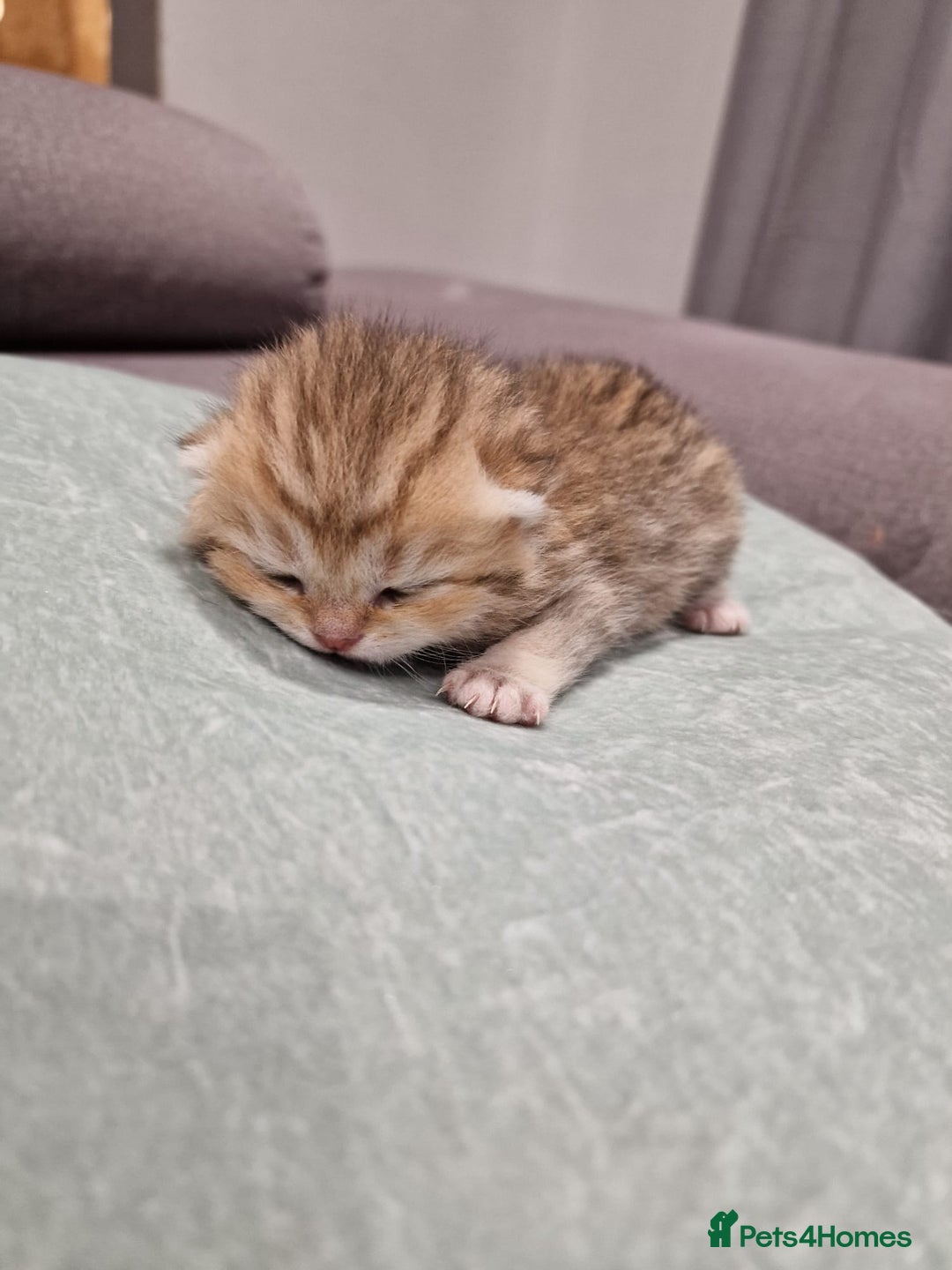 British Shorthair cats for sale: GCCF High Quality Chubby BritishShorthair Kittens. - Image 6