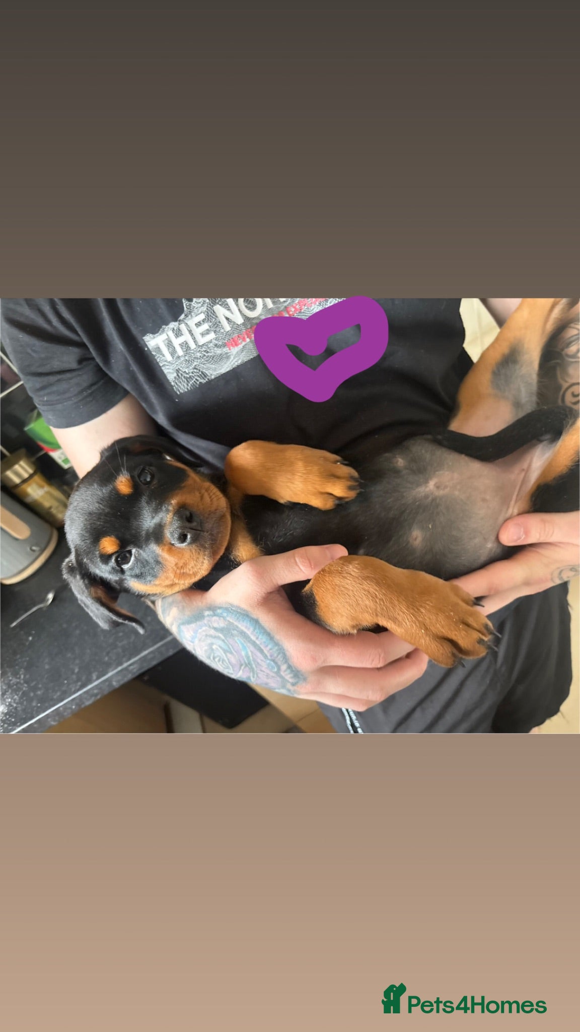 Rottweiler dogs READY TO GO! Rottweiler pups  - Advert 1