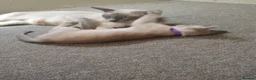 Mixed Breed cats for sale: Really cute Burmese x Siamese kittens  - Advert 3