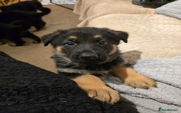 German Shepherd dogs for sale: German shepard pups - Image 15