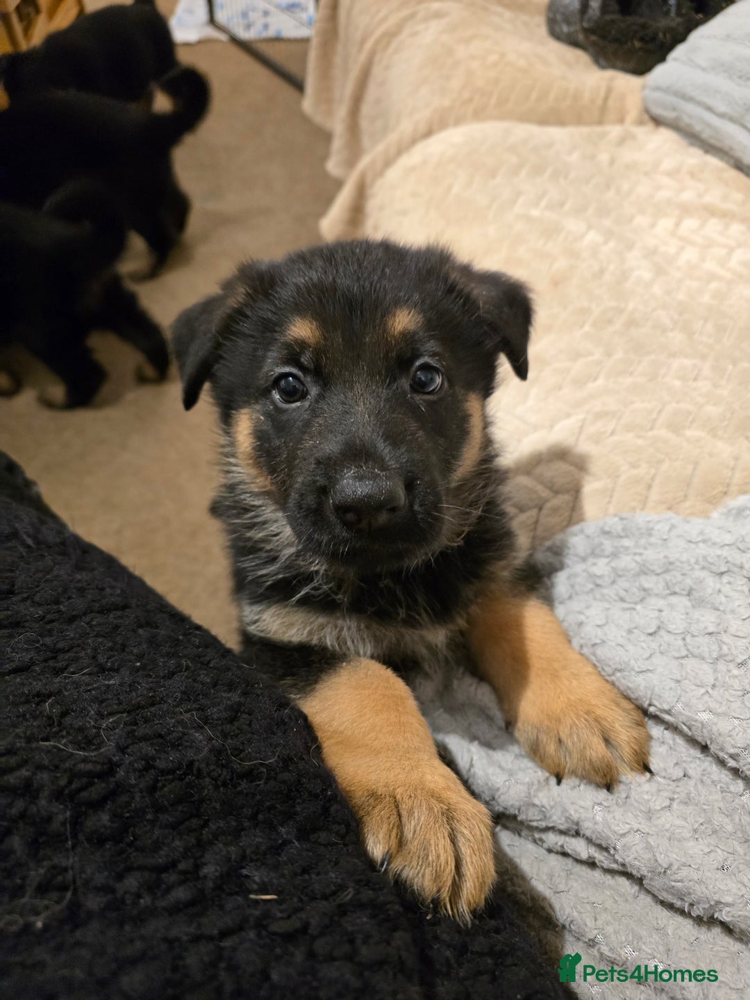 German Shepherd dogs for sale: German shepard pups - Image 15