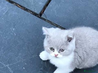British Shorthair cats Full Pedigree Registered BSH - Advert 1