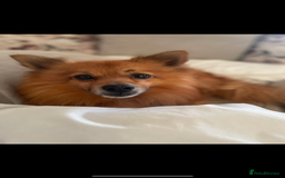 Mixed Breed dogs for sale: Our gorgeous German spitz Henry  - Image 4