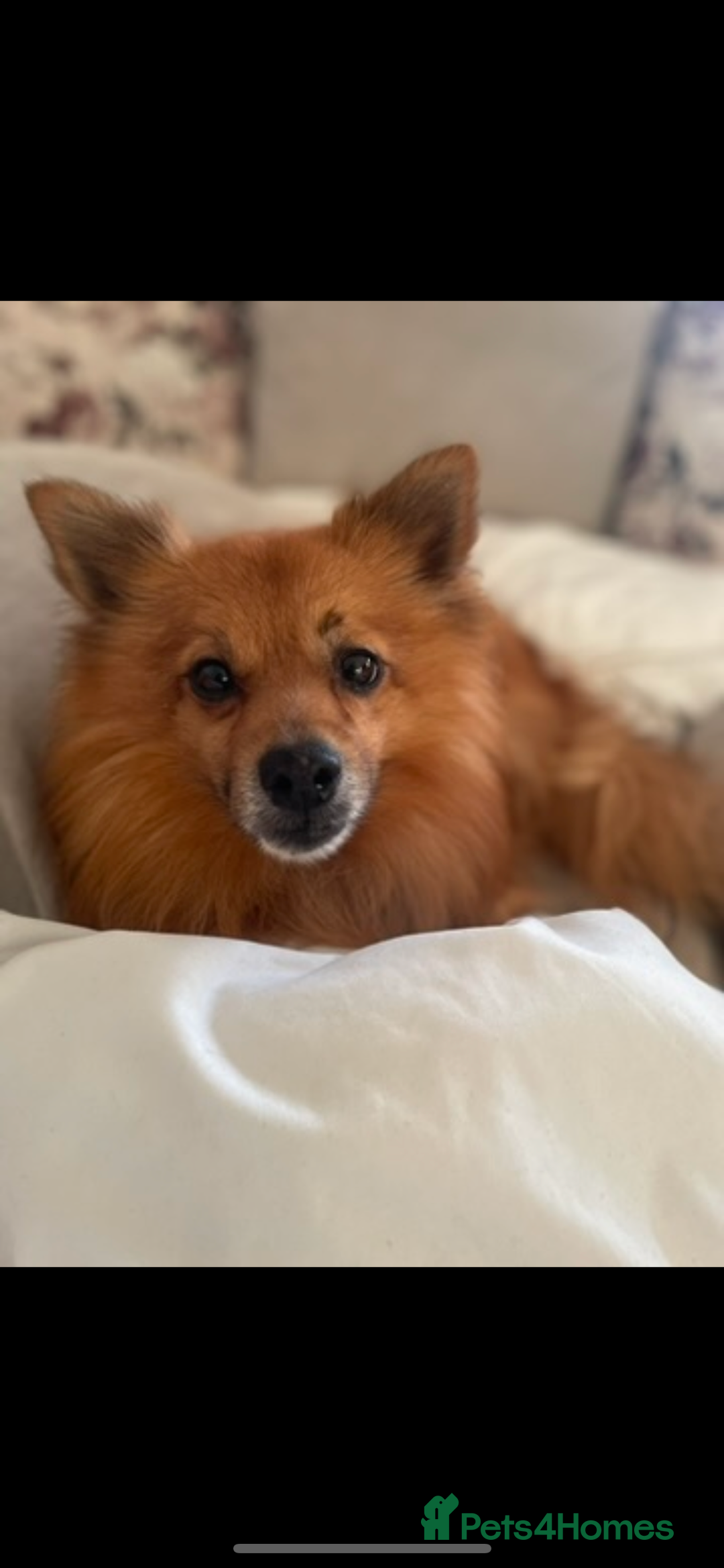 Mixed Breed dogs for sale: Our gorgeous German spitz Henry  - Image 4