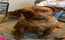 Goldador dogs for sale: Golderdor puppies  - Image 9