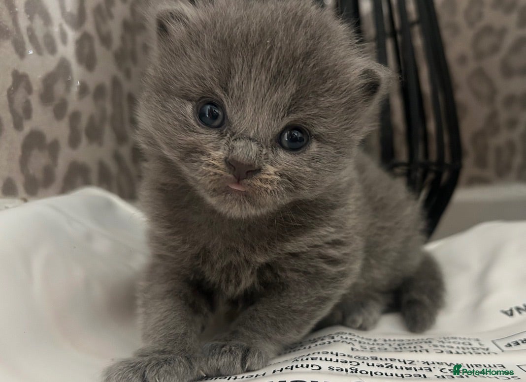British Shorthair cats British shorthairs 🐾❤️ - Advert 12