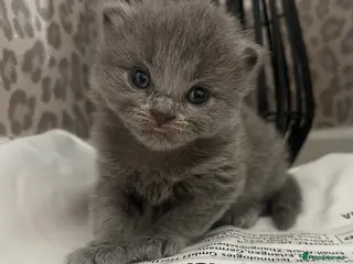 British Shorthair cats British shorthairs 🐾❤️ - Advert 4