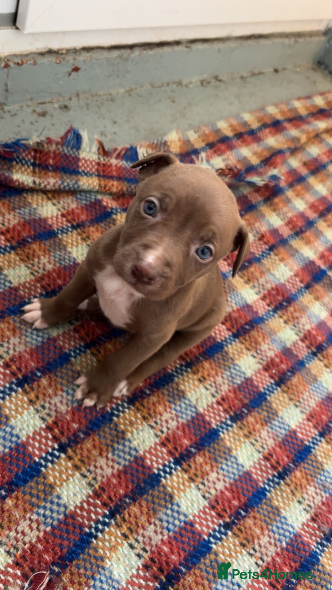 Mixed Breed dogs for sale: Beautiful Border collie/kelpie X staff cross pups - Image 24