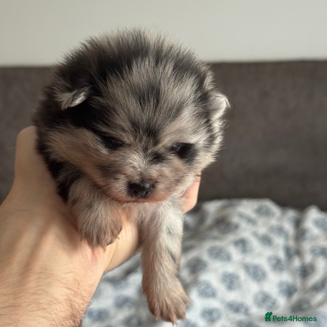 Pomeranian dogs for sale: Fluffy and adorable Pomeranian puppies - Image 11