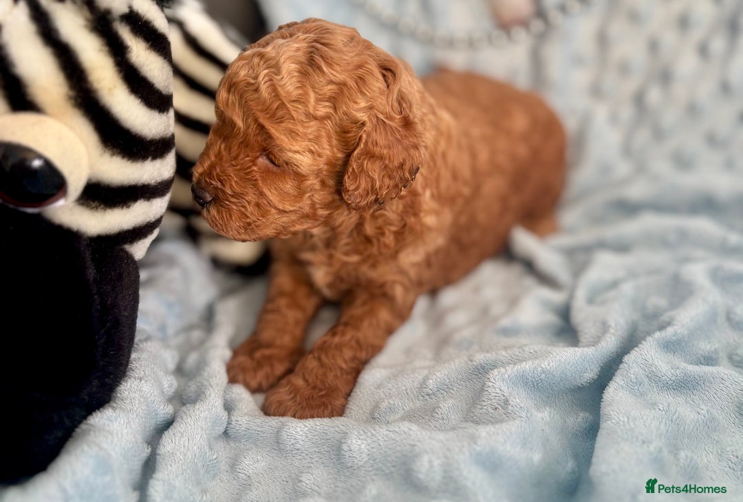 Toy Poodle dogs for sale: KC registered toy poodles - Advert 12