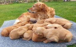 Golden Retriever dogs for sale: GOLDEN RETRIEVER  - Image 3