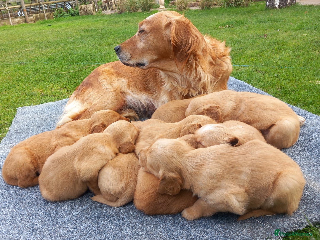 Golden Retriever dogs for sale: GOLDEN RETRIEVER  - Image 3