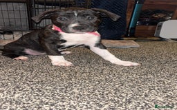 Mixed Breed dogs for sale: puppies are with mum and dad  - Image 5