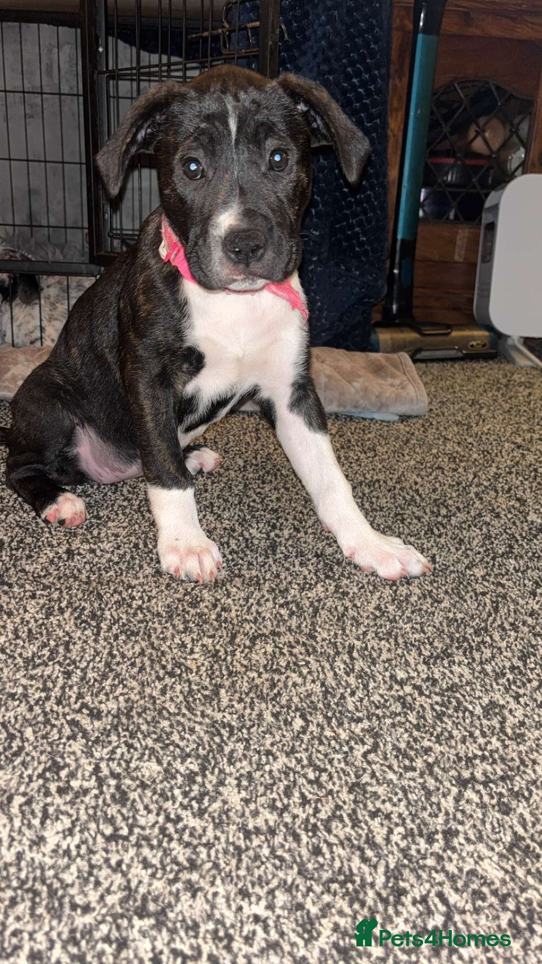 Mixed Breed dogs for sale: puppies are with mum and dad  - Image 5