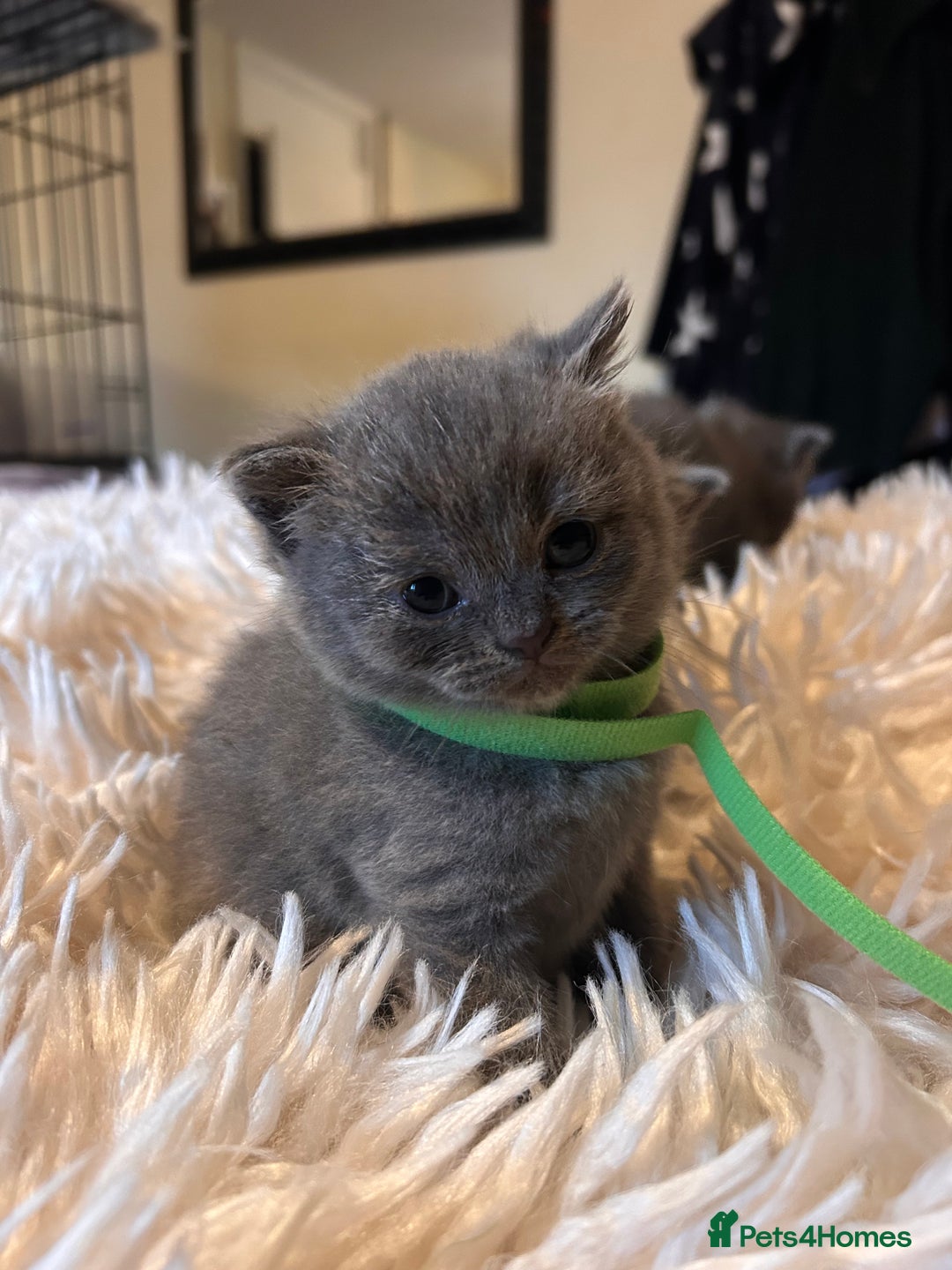 British Shorthair cats for sale: Pedigree British shorthair kittens - Image 8