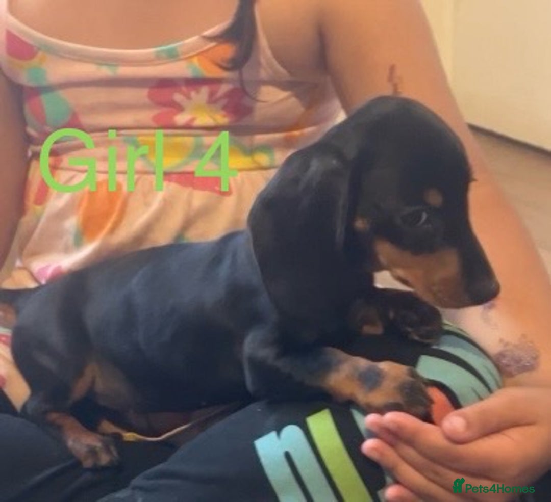 Dachshund dogs for sale: Dachshund puppies AVAILABLE NOW  - Image 22