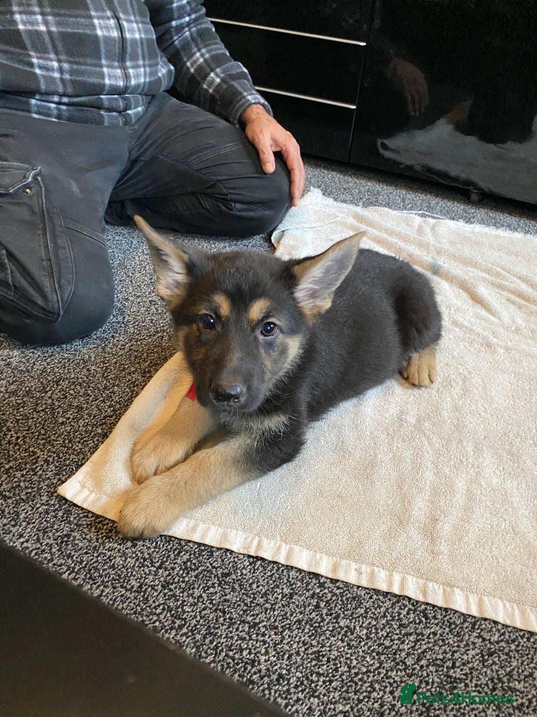 German Shepherd dogs for sale: Gorgeous German Shepherd puppies - Image 4