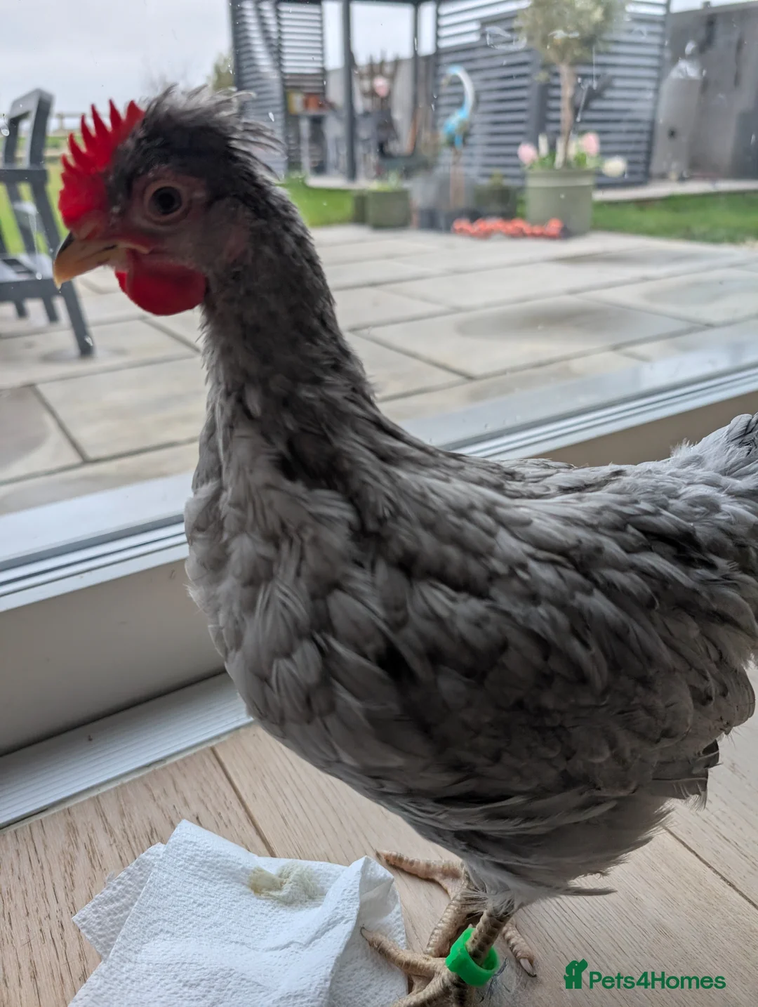 Chickens poultry for sale: Lavender Olive egger & cream legbar cockeral - Advert 1