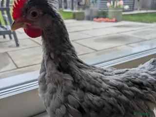 Chickens poultry Lavender Olive egger & cream legbar cockeral - Advert 6