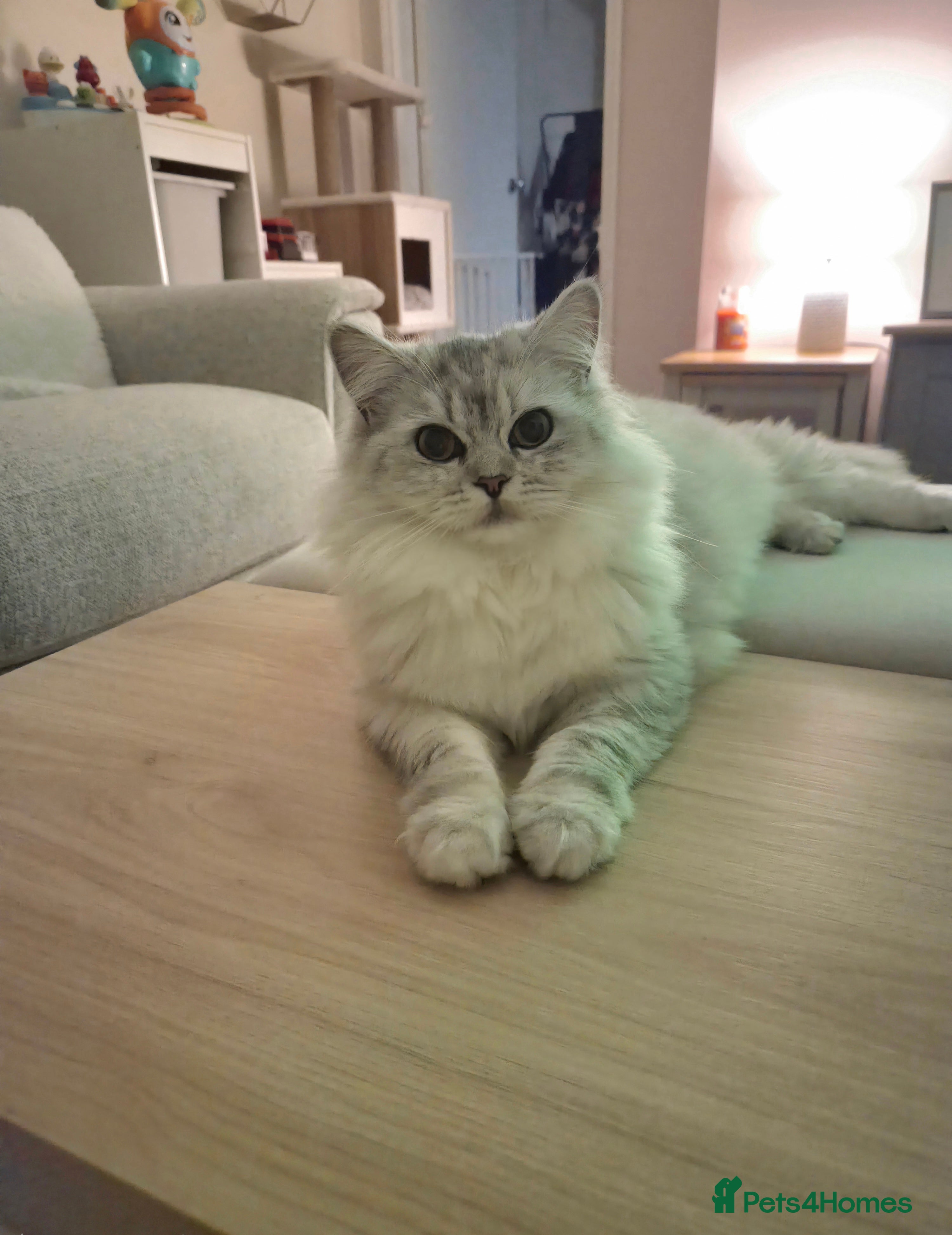 Persian cats Gorgeous perisan kitten💖 - Advert 1