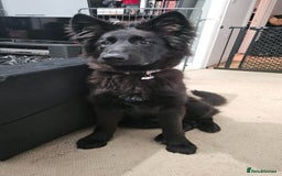 Shepsky dogs for sale: Oswald - Beautiful 11 month old German Shepard Mix - Image 5