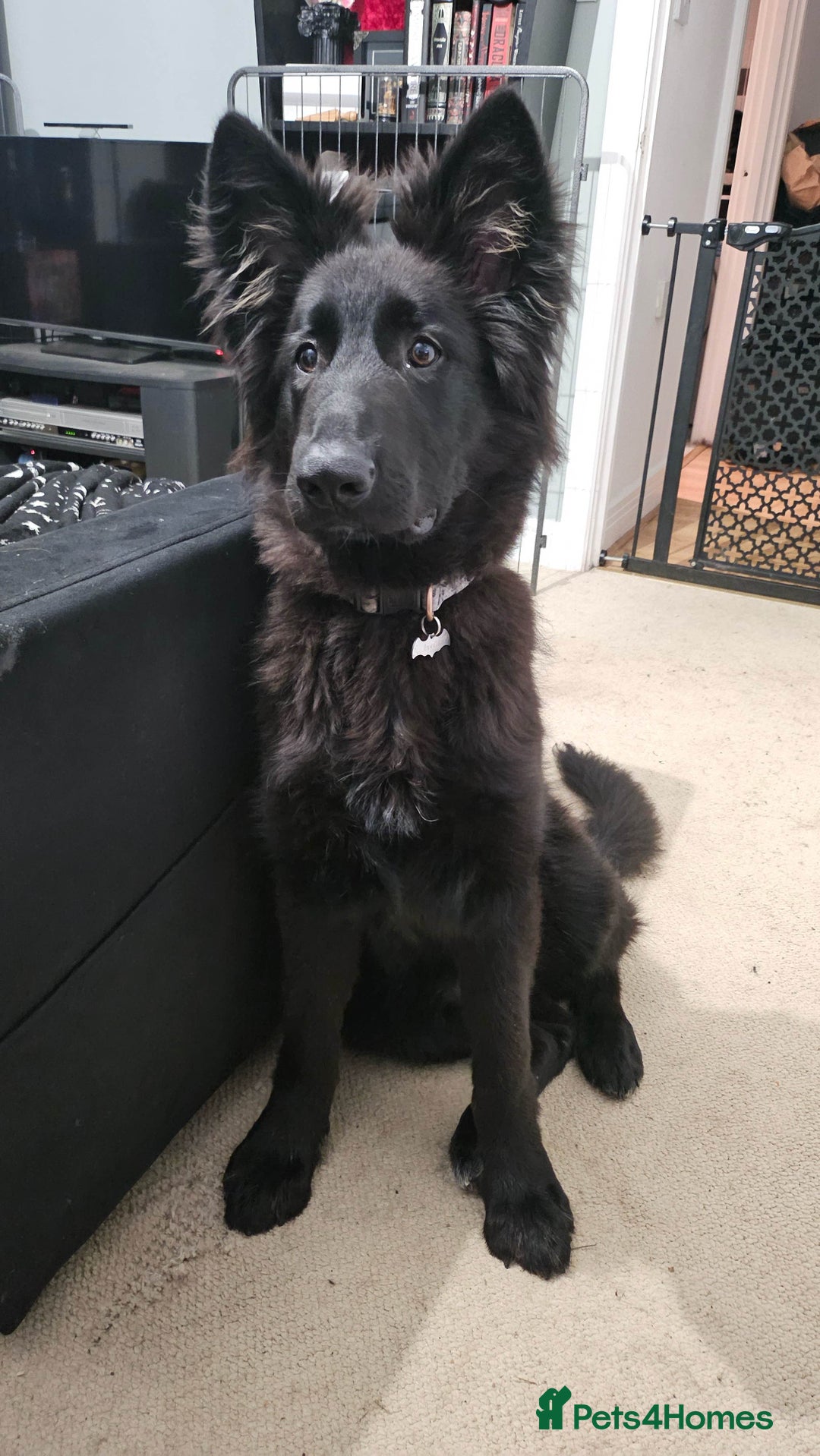 Shepsky dogs for sale: Oswald - Beautiful 11 month old German Shepard Mix - Image 5